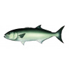 anchova