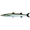 bicuda