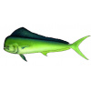 dourado