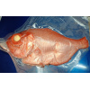 imperador_984222785