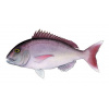 pargo