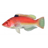 peixe-cao