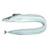 peixe-espada-branco