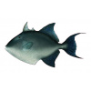 peixe-porco