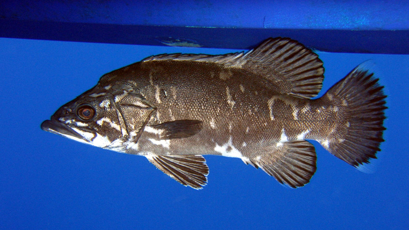 Peixes Açorianos