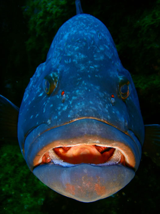A Pesca nos Açores