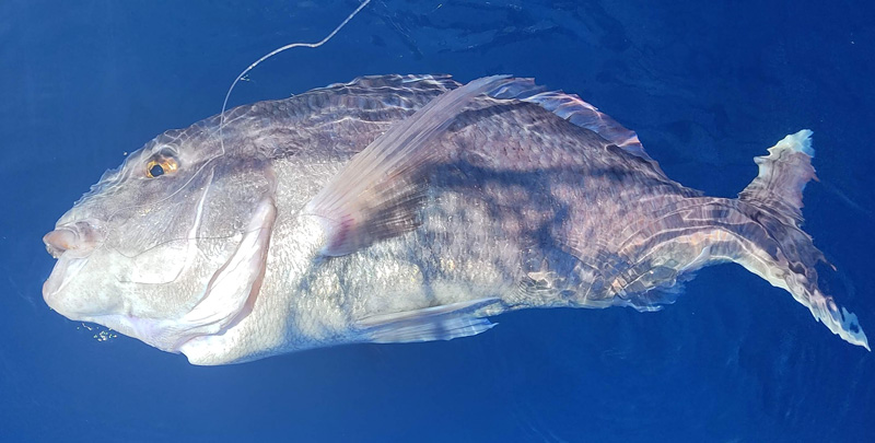 A Pesca nos Açores