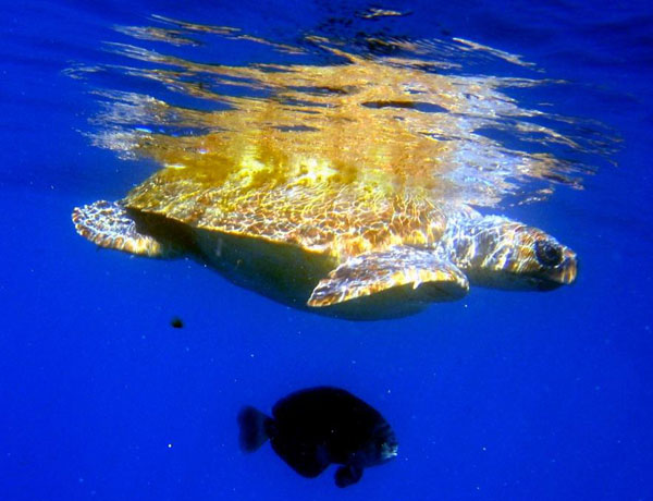 Tartaruga