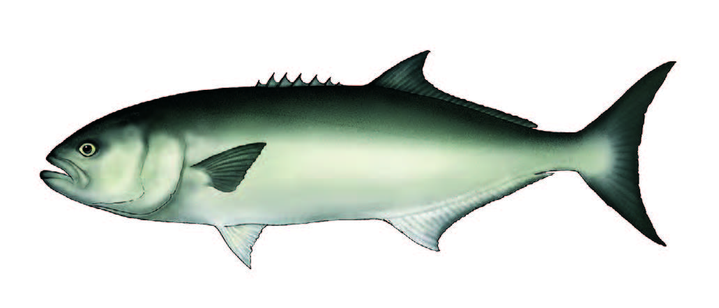 Anchova / Bluefish / Pomatomus saltatrix
