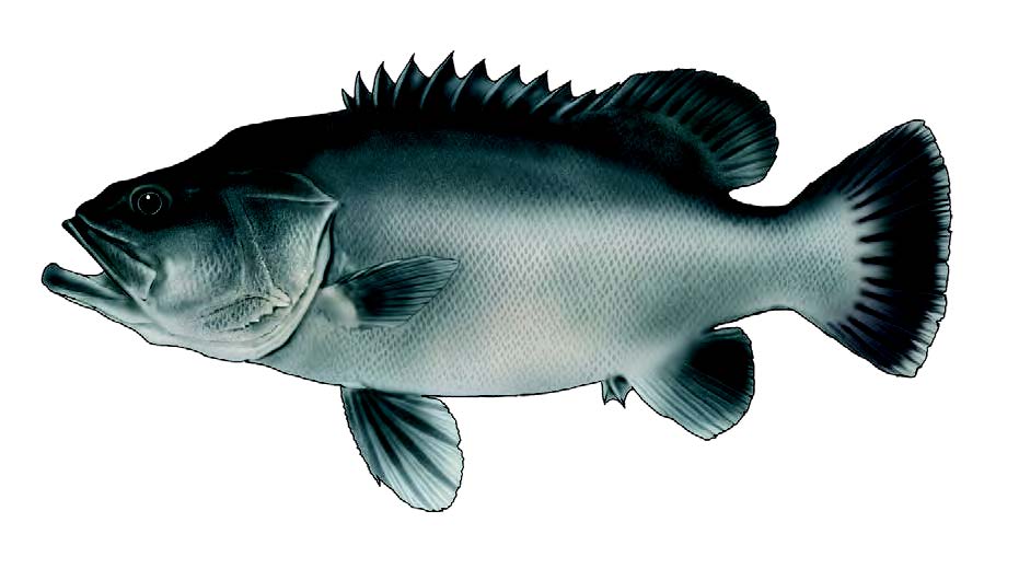 Cherne / Wreckfish / Polyprion americanus