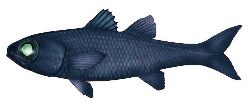 Escamuda preta / Bulls-eye / Epigonus telescopus
