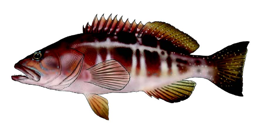Garoupa / Blacktail comber / Serranus atricauda