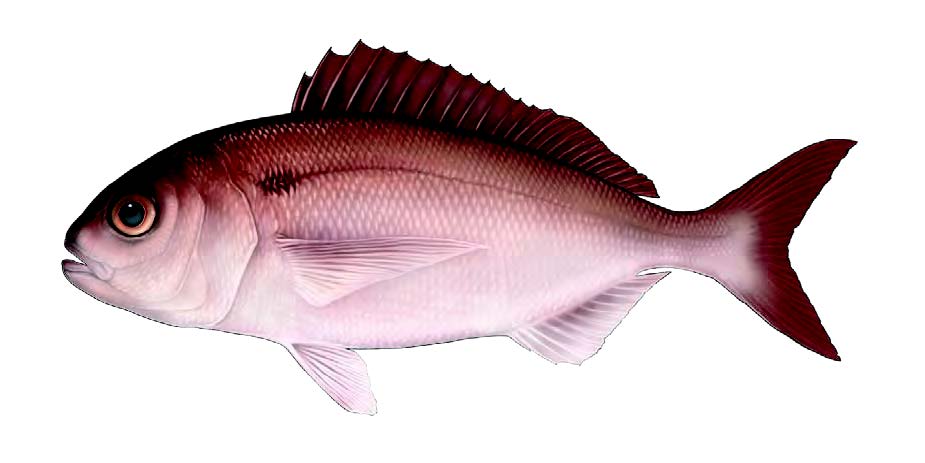 Goraz / Blackspot seabream / Pagellus bogaraveo