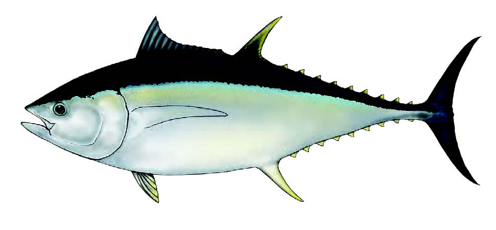Patudo / Bigeye tuna / Thunnus obesus