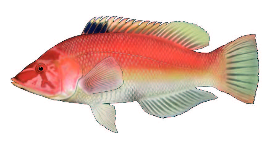 Peixe-cão, viola / Barred hogfish / Bodianus scrofa