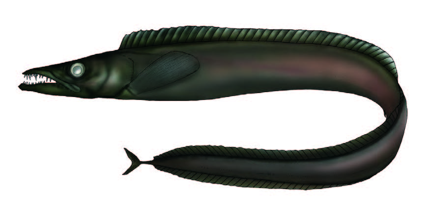 Peixe-espada-preto / Black scabbardfish / Aphanopus carbo
