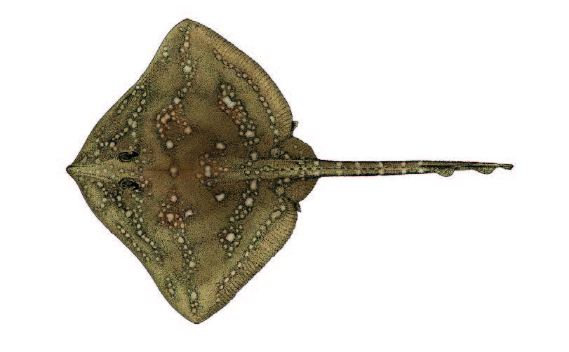 Raia / Thornback ray / Raja clavata