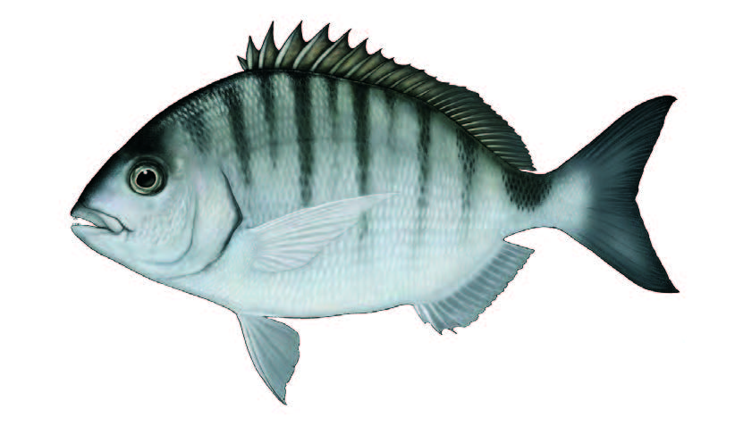 Sargo / White seabream / Diplodus sargus sargus